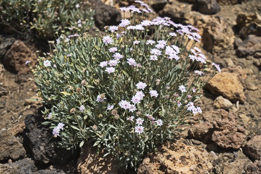 16 luglio Teide